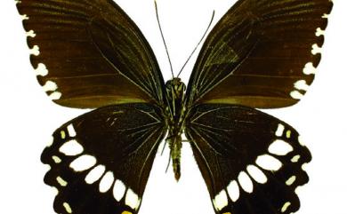 Papilio polytes ledebouria Eschscholtz, 1821 玉帶鳳蝶菲律賓亞種