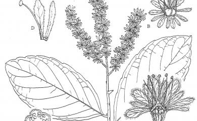 Homalium cochinchinensis (Lour.) Druce 天料木