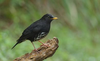 Turdus cardis Temminck, 1831 烏灰鶇