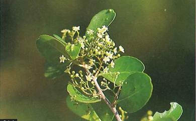 Maytenus diversifolia (Maxim.) Ding Hou 北仲