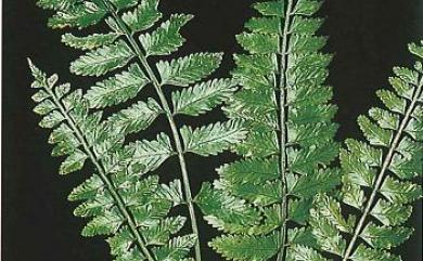 Asplenium tenerum 鈍齒鐵角蕨