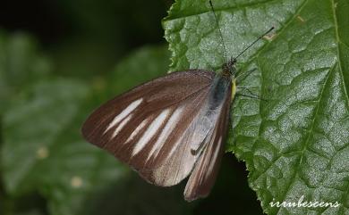 Appias lyncida eleonora (Boisduval, 1836) 異色尖粉蝶