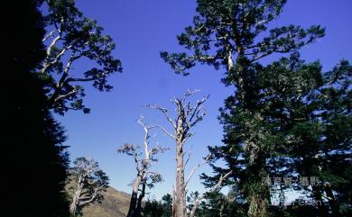 Tsuga chinensis var. formosana (Hayata) H.L.Li & H.Keng 臺灣鐵杉