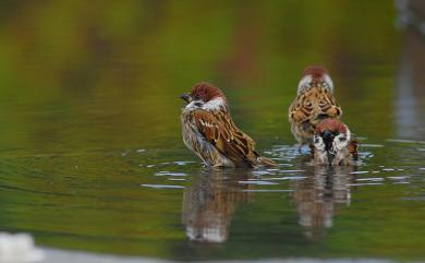 Passer montanus saturatus (Stejneger, 1885) 麻雀