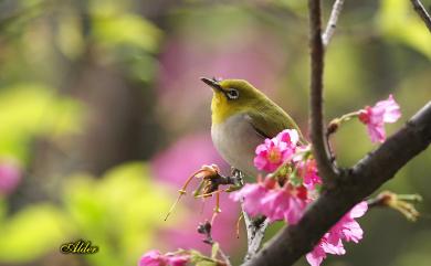 Zosterops japonicus Temminck & Schlegel, 1847 日菲繡眼