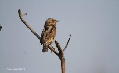 Jynx torquilla chinensis Hesse, 1911 地啄木