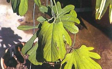 Isotrema cucurbitifolium (Hayata) X.X.Zhu, S.Liao & J.S.Ma 瓜葉馬兜鈴