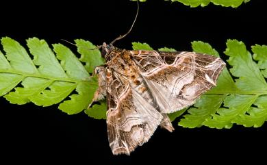 Callopistria maillardi maillardi Guenée, 1862 粉紅帶散紋夜蛾