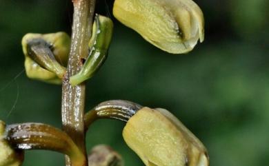 Gastrodia flavilabella 夏赤箭