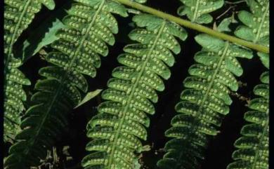 Christella parasitica (L.) H.Lév. 密毛小毛蕨