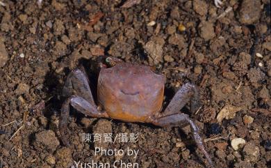 Chiromantes haematochir (De Haan, 1833) 紅螯螳臂蟹