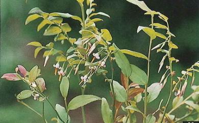 Vaccinium japonicum var. lasiostemon Hayata 毛蕊花