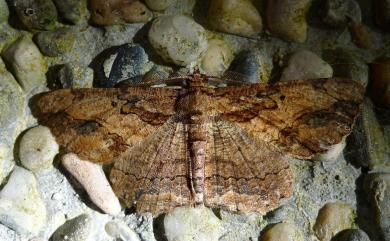 Menophra anaplagiata Sato, 1984 茶褐弭尺蛾