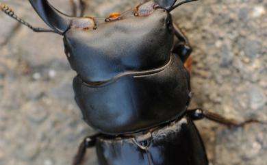 Dorcus schenklingi (Mollenkamp, 1913) 長角大鍬形蟲