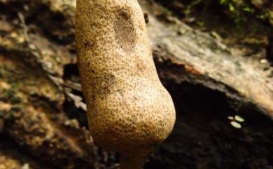 Xylaria telfairii (Berk.) Fr. 泰菲爾氏炭角菌