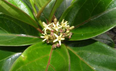 Parsonsia alboflavescens (Dennst.) Mabb. 爬森藤