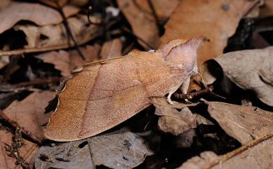 Euhampsonia cristata (Butler, 1877) 二斑黃星舟蛾