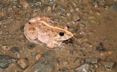 Fejervarya limnocharis (Gravenhorst, 1829) 澤蛙