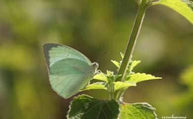 Catopsilia pyranthe pyranthe (Linnaeus, 1758) 細波遷粉蝶