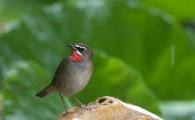 Calliope calliope camtschatkensis (Gemlin, 1789) 野鴝(勘察加亞種)