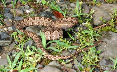 Protobothrops mucrosquamatus (Günther, 1864) 龜殼花