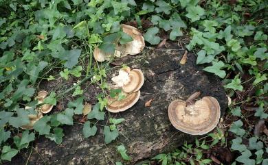 Trametes orientalis 東方栓菌