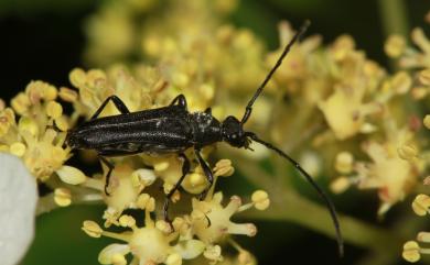 Cerambycidae 天牛科