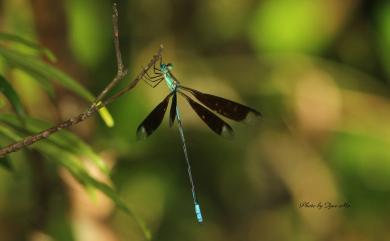 Orolestes selysi McLachlan, 1895 長痣絲蟌