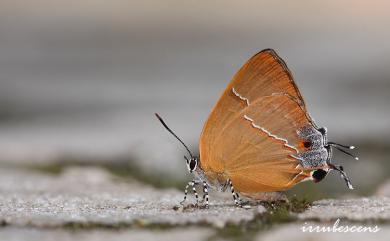 Tajuria caerulea Nire, 1920 褐翅青灰蝶