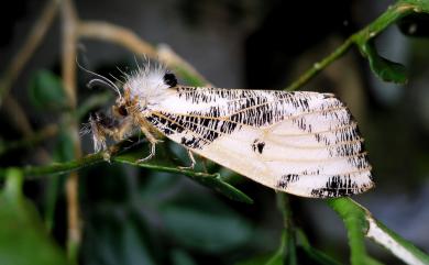 Locharna strigipennis Moore, 1879