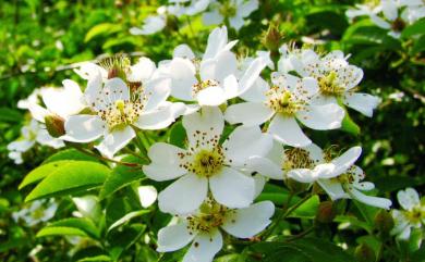 Rosa cymosa Tratt. 小果薔薇