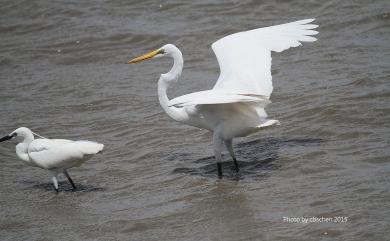 Ardea alba modesta J. E. Gray, 1831 大白鷺