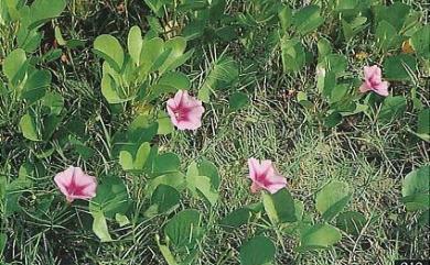 Ipomoea pes-caprae subsp. brasiliensis (L.) Ooststr. 馬鞍藤