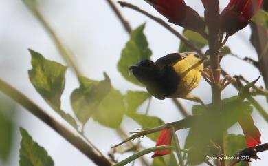 Cinnyris jugularis rhizophorae (Swinhoe, 1869) 黃腹花蜜鳥