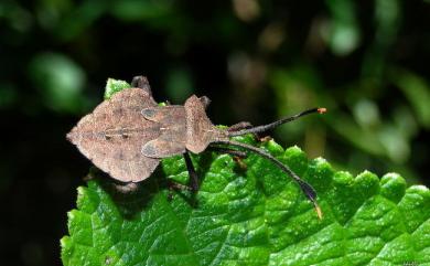 Dalader formosanus Esaki, 1931 臺灣鬚緣椿象