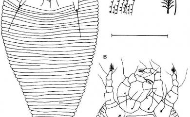 Neocecidophyes reticulatus Huang, 2001 網室新生節蜱