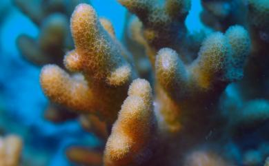 Sinularia gibberosa Tixier-Durivault, 1970 脈指形軟珊瑚