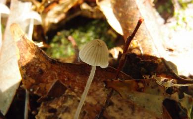 Mycena 小菇屬