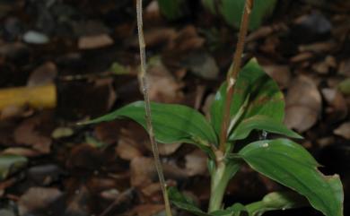 Erythrodes chinensis var. triantherae (C.L.Yeh & C.S.Leou) T.P.Lin 三藥細筆蘭