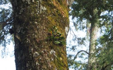 Bulbophyllum pectinatum Finet 阿里山豆蘭