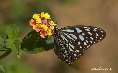 Tirumala limniace limniace 淡紋青斑蝶