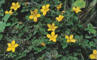 Lysimachia nigropunctata Masam. 黑點珍珠菜