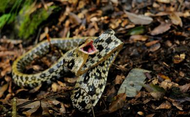 Orthriophis taeniurus friesi (Werner, 1927) 臺灣黑眉錦蛇