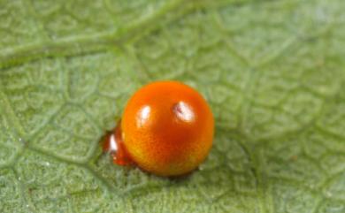 Troides aeacus kaguya Nakahara & Esaki, 1930 黃裳鳳蝶