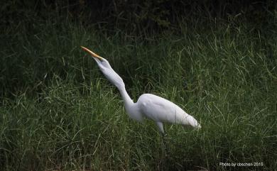 Ardea alba modesta 大白鷺