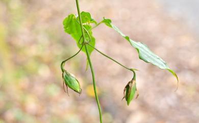 Stemona tuberosa Lour. 百部