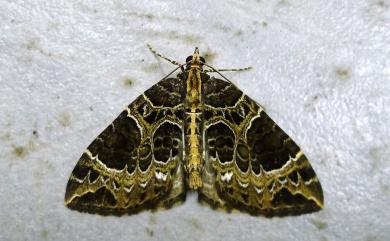 Eustroma melancholica interrupta (Wileman, 1911)