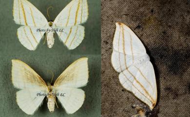 Ditrigona conflexaria micronioides (Strand, 1917) 圓燕鉤蛾