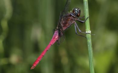 Orthetrum pruinosum neglectum (Rambur, 1842) 霜白蜻蜓中印亞種