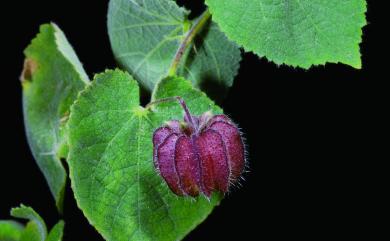 Abutilon crispum 泡果莔